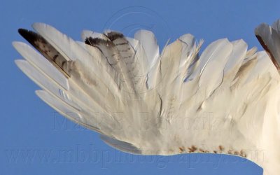 _MG_5726left wing down Leucistic Red-tailed Hawk.jpg
