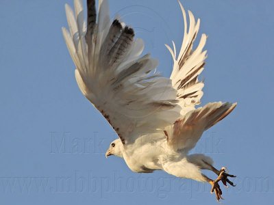 _MG_5808 Leucistic Red-tailed Hawk.jpg