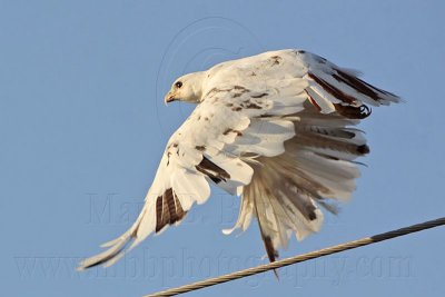 _MG_5810 Leucistic Red-tailed Hawk.jpg