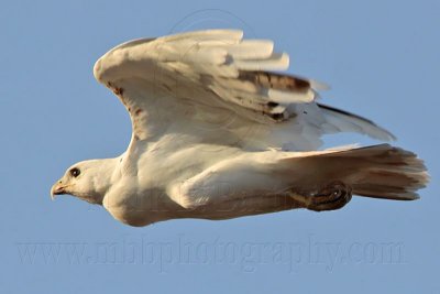 _MG_5812 Leucistic Red-tailed Hawk.jpg