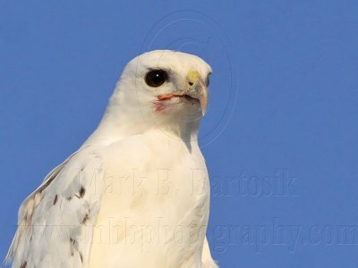 _MG_5852 Leucistic Red-tailed Hawk.jpg