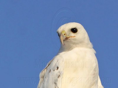 _MG_5859 Leucistic Red-tailed Hawk.jpg