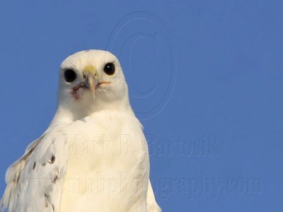 _MG_5863 Leucistic Red-tailed Hawk.jpg