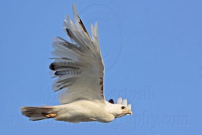 _MG_5875 Leucistic Red-tailed Hawk.jpg