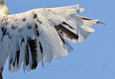 _MG_5892 right wing top Leucistic Red-tailed Hawk.jpg