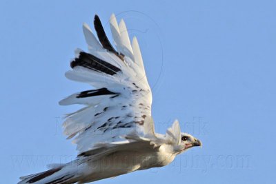 _MG_5893 Leucistic Red-tailed Hawk.jpg