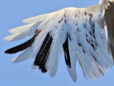_MG_5893 left wing top Leucistic Red-tailed Hawk.jpg