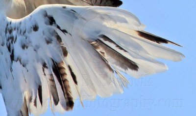 _MG_5899 right wing top Leucistic Red-tailed Hawk.jpg
