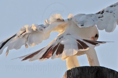 _MG_5915 Leucistic Red-tailed Hawk.jpg