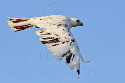 _MG_5920 Leucistic Red-tailed Hawk.jpg