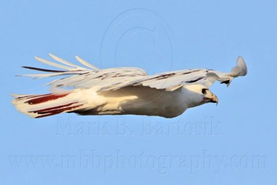 _MG_5932 Leucistic Red-tailed Hawk.jpg