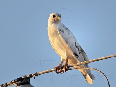 _MG_5961 Leucistic Red-tailed Hawk.jpg