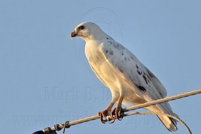 _MG_5970 Leucistic Red-tailed Hawk.jpg