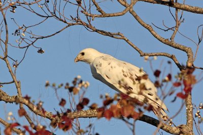 _MG_6011 Leucistic Red-tailed Hawk.jpg