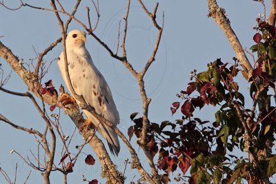 _MG_6138 Leucistic Red-tailed Hawk.jpg