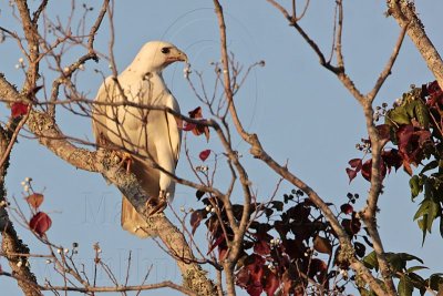 _MG_6148 Leucistic Red-tailed Hawk.jpg