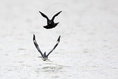 _MG_3415 Belted Kingfisher & Great-tailed Grackle.jpg