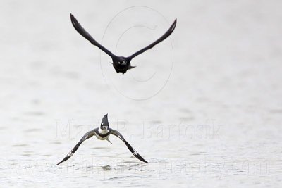 _MG_3416 Belted Kingfisher & Great-tailed Grackle.jpg