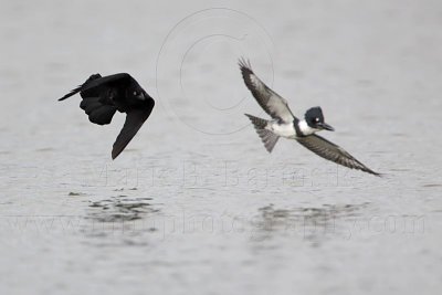 _MG_3421 Belted Kingfisher & Great-tailed Grackle.jpg