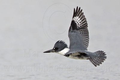 _MG_3431 Belted Kingfisher.jpg
