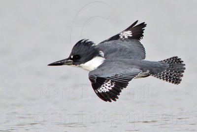 _MG_3432 Belted Kingfisher.jpg
