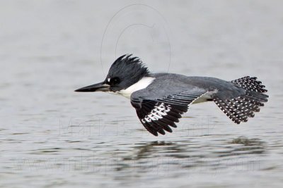 _MG_3433 Belted Kingfisher.jpg