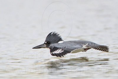 _MG_3434 Belted Kingfisher.jpg
