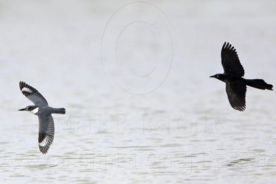 _MG_3777 Belted Kingfisher & Great-tailed Grackle.jpg