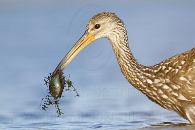 _MG_3260 Limpkin.jpg