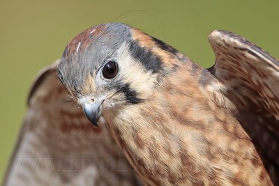 _MG_8134 American Kestrel.jpg