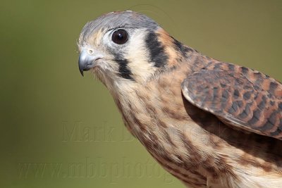 _MG_8166 American Kestrel.jpg