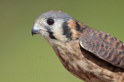 _MG_8184 American Kestrel.jpg