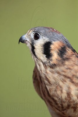 _MG_8229 American Kestrel.jpg