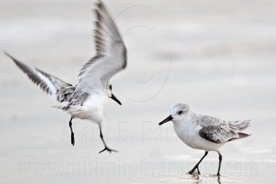 _MG_3678 Sanderling.jpg