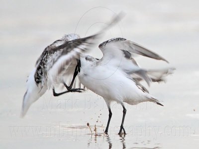 _MG_3680 Sanderling.jpg
