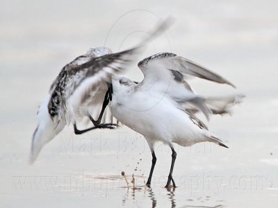 _MG_3680 Sanderling.jpg