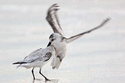 _MG_3684 Sanderling.jpg