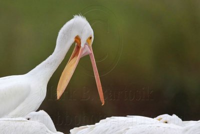 _MG_9299 American White Pelican.jpg