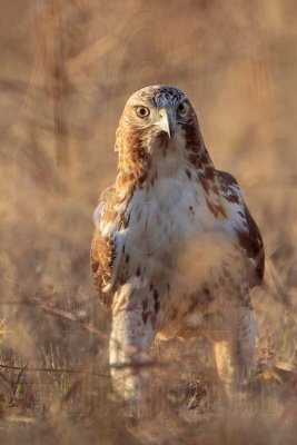 _MG_8130 Red-tailed Hawk.jpg