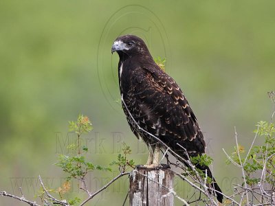 _MG_9133 White-tailed Hawk.jpg