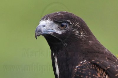 White-tailed Hawk - Juvenile - UTC