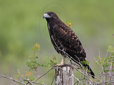 _MG_9156 White-tailed Hawk.jpg