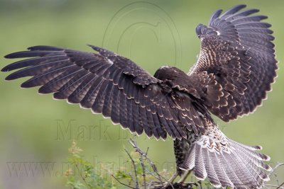 _MG_9170 White-tailed Hawk.jpg