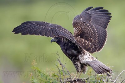 _MG_9173 White-tailed Hawk.jpg