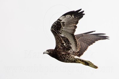 _MG_9210 White-tailed Hawk.jpg