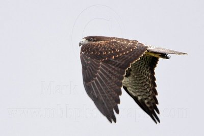 _MG_9226 White-tailed Hawk.jpg