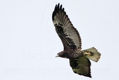 _MG_9277 White-tailed Hawk.jpg