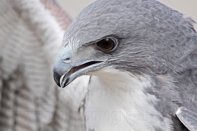White-tailed Hawk - Portraits