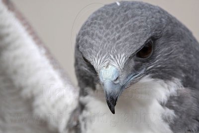 _MG_8772 White-tailed Hawk.jpg