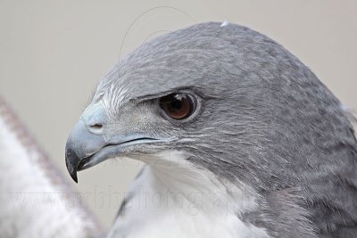 _MG_8779 White-tailed Hawk.jpg